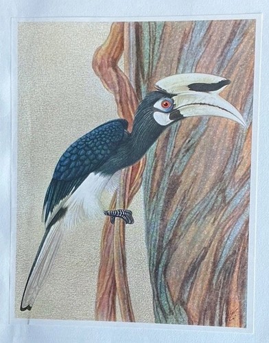 Bird print oriental - print:, pied