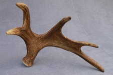 NATURALLY SHED WILD MOOSE
