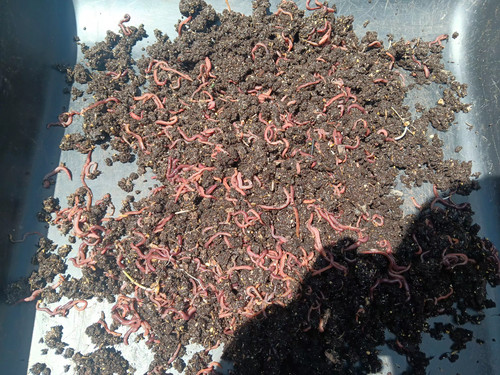 Red wiggler composting worm - wiggler,