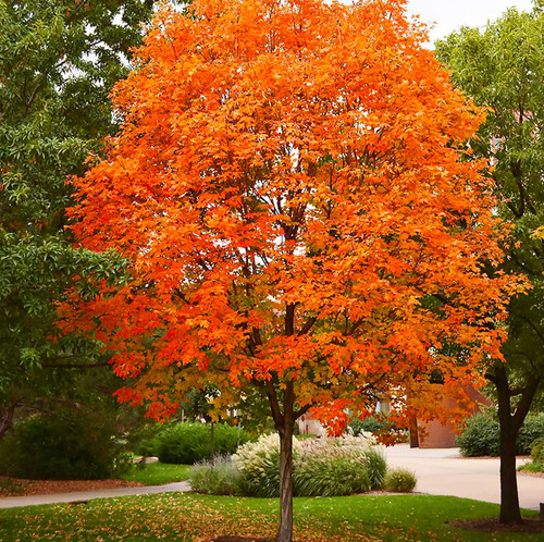 Sugar maple tree - sugar,
