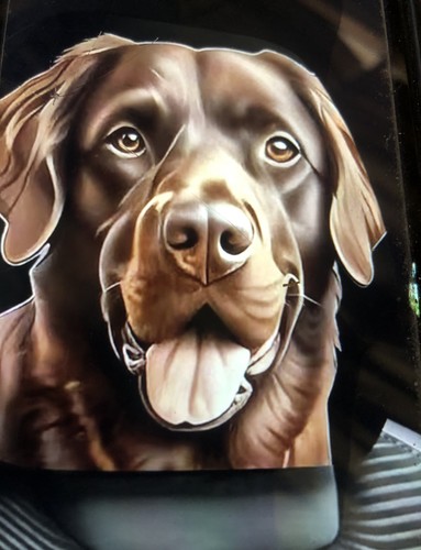 Chocolate labrador car - labrador,