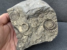 Pyrite Fossil Ammonite Multi