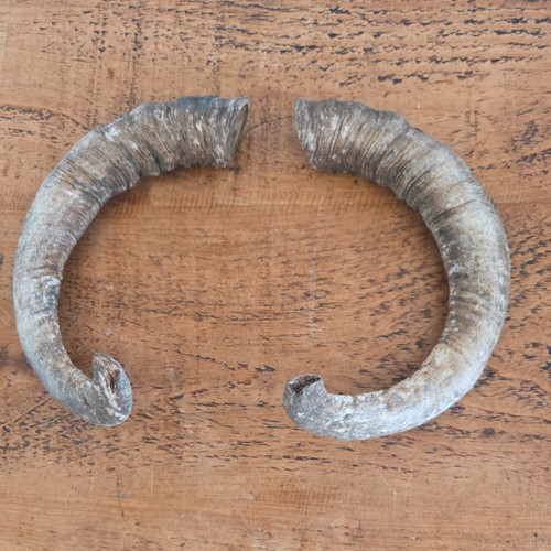 Large sheep ram horns - ram,