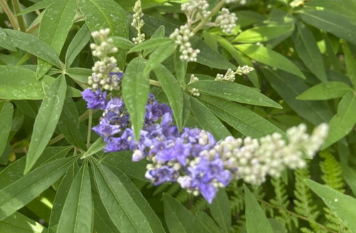 Vitex agnus castus litre - castus,, 5