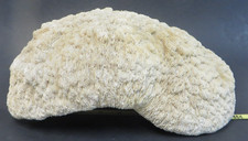 Coral Natural Bowl WHITE CREAM COLOR  5.23 LB EXTRA LARGE Mushroom Brain RARE