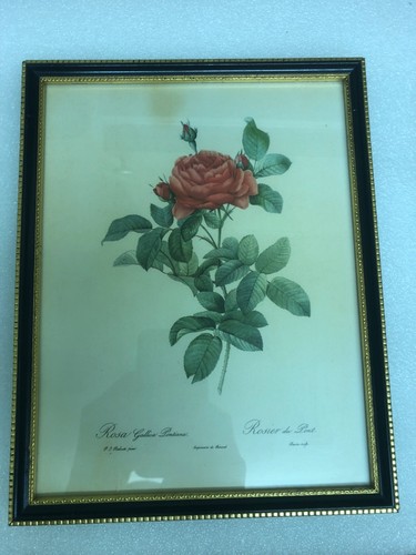 Botanical framed print set - , of