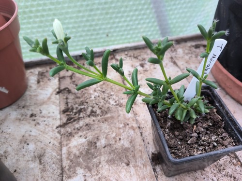 Trichodiadema mirabile - trichodiadema,