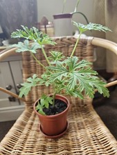 Geranium plant /Lemon geranium