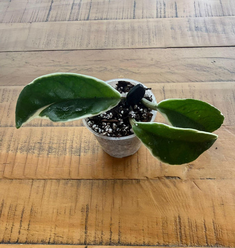 Hoya carnosa tricolor - tricolor, rooted