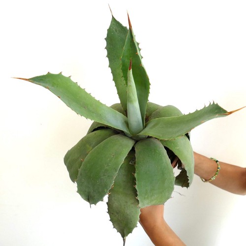 Agave americana celsii - agave, x