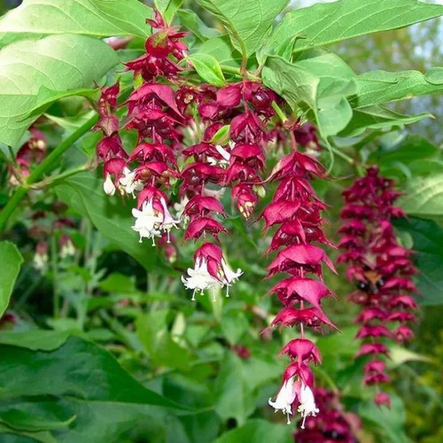 Himalayan honeysuckle shrub - shrub,