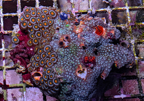 Christmas tree worm - christmas, rock
