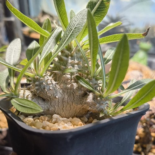 4cm pachypodium brevicaule x - 3-4cm,