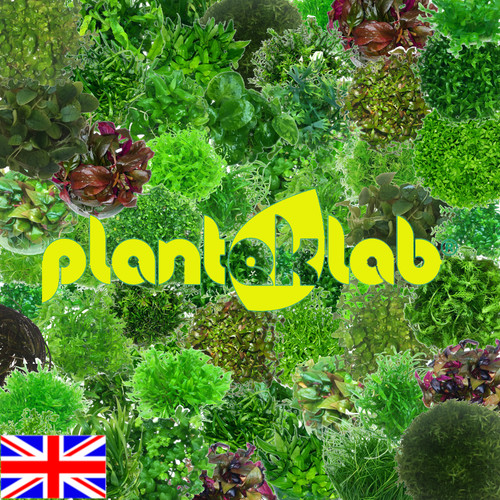 Live aquarium plants vitro - live,