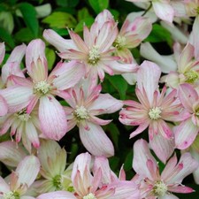 Clematis montana Marjorie  in