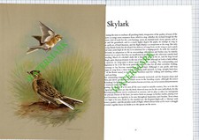 Skylark Basil Ede - 1970s Bird