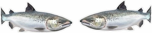 Salmon fishing angling - salmon,