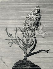 c1896 Antique Print SPONGES GROWING ON SEAWEED Royal Natural History Lydekker