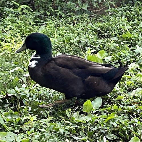Swedish duck hatching eggs - duck,