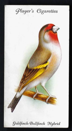 Player aviary and cage birds - aviary,
