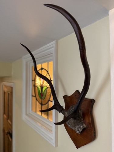 Taxidermy red deer - taxidermy, trophy