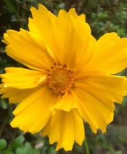 200 SEEDS - COREOPSIS