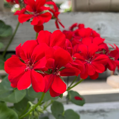 Geranium ivy leaf - ivy, 'scarlet'