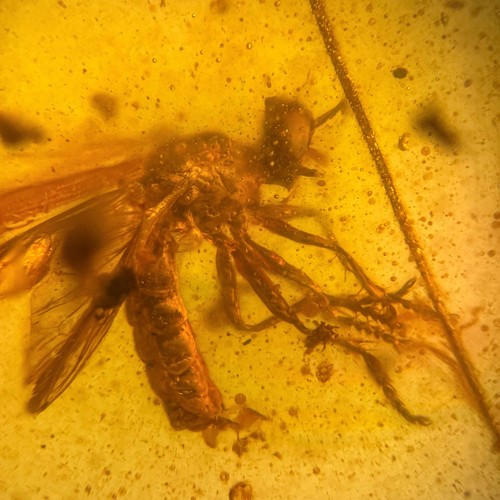 Strange fly burmese - fly,