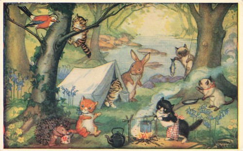 Molly brett kittens - molly, camp