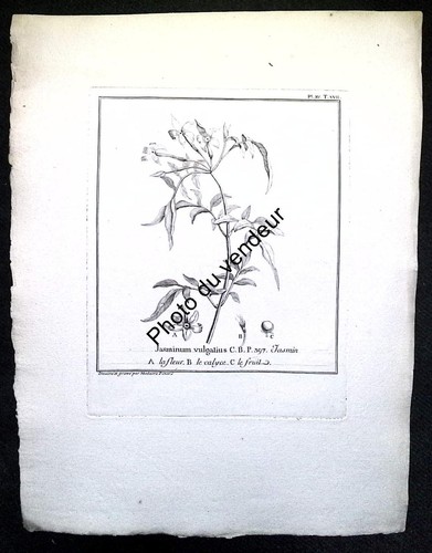 Botany board 18th - , century