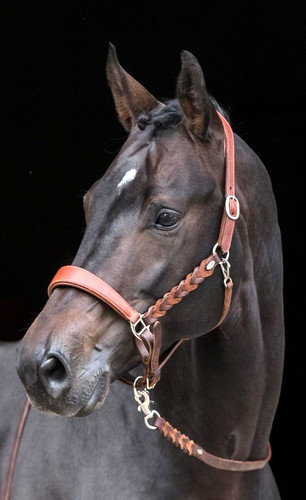 Braided leather horse - braided, halter