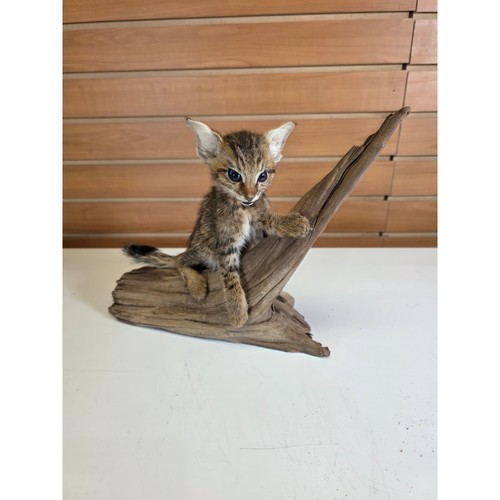Fhck60 savannah cat - fhck60,