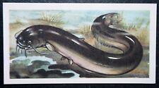 WELS CATFISH  Freshwater Fish  Vintage Illustrated Card