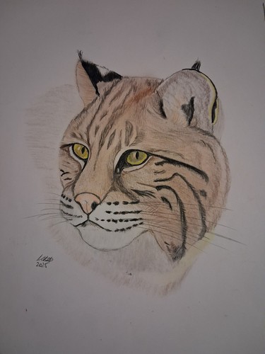 Original artwork prints - artwork, bobcat
