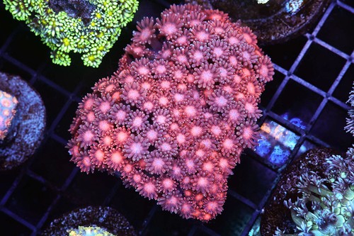 Sweet tart goniopora - sweet,