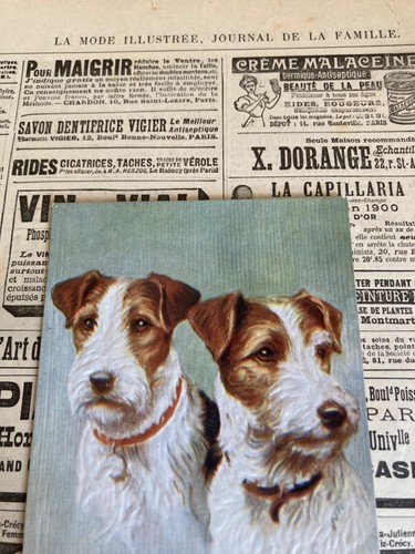 Wire haired fox terrier - fox, de
