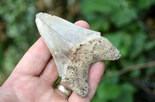 AMAZING VALUE, GENUINE