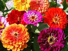 ZINNIA CALIFORNIA GIANT MIX 4 GRAM ~ APPROX 480 FINEST SEEDS