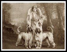 AFGHAN HOUND LADY DOGS DOG