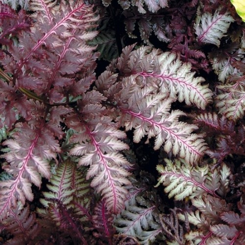 Athyrium nipponicum red - athyrium,