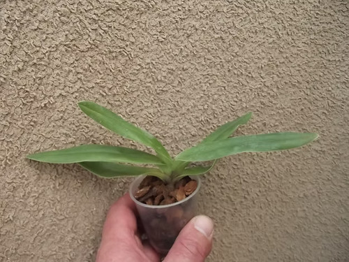 Paphiopedilum insigne - , v