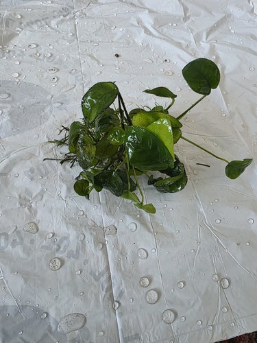 Anubias nana live aquarium - anubias,