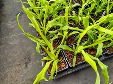 Pitcairnia funkiae - 9 cm Pot Terrestrial Bromeliad Seedling