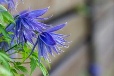 Clematis Macropetala 10 Seeds