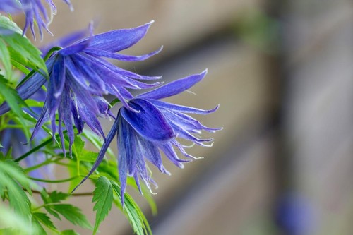 Clematis macropetala seeds - 10,