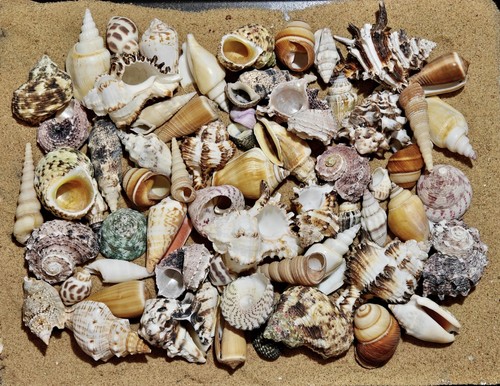 Ultimate hermit crab - hermit, shells