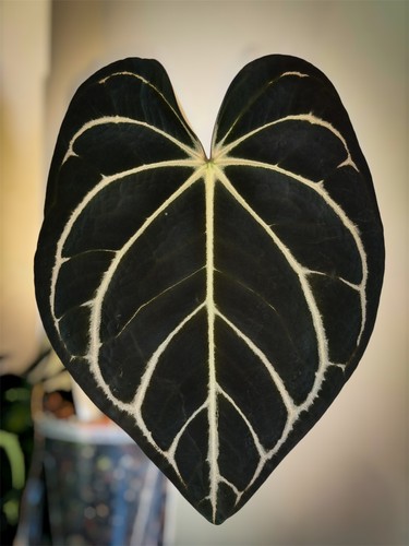 Anthurium carlablackiae og4 - carlablackiae,
