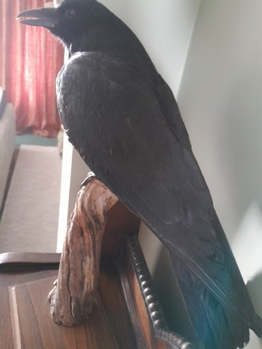 Taxidermy crow - ,