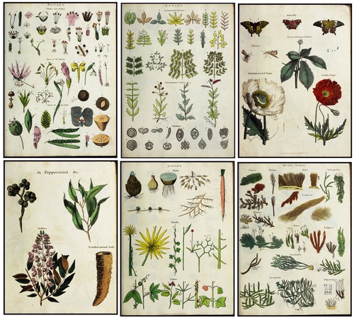 Botanical prints vintage tree - prints,