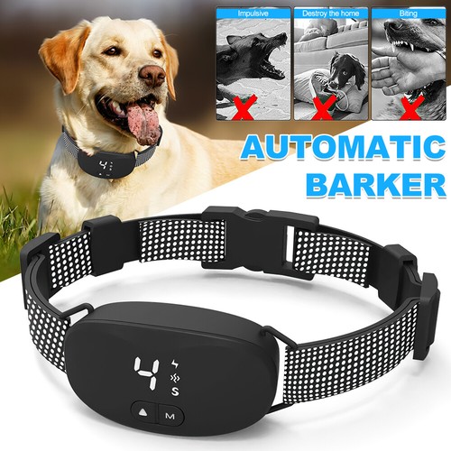 Dog pet training collar - dog,